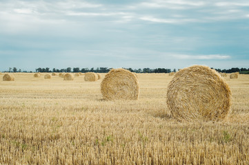 Fototapeta premium Summer meadow landscape with yellow golden bales of hay bale in the stubble field. Agricultural field and a blue sky with clouds.