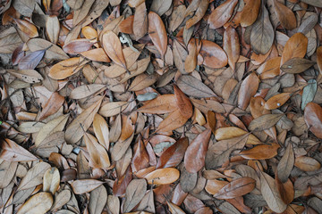 自然落下で重なった茶色い落ち葉を俯瞰撮影した写真