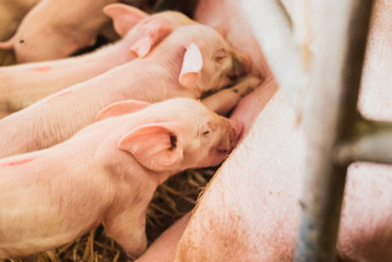 young piglets sucking sow milk