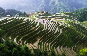 Rice terraces, Guilin Longji