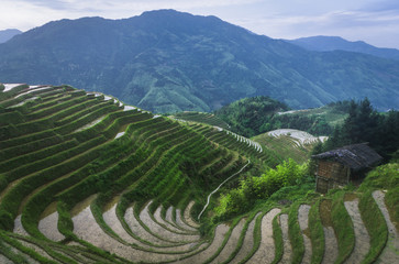 Rice terraces, Guilin Longji