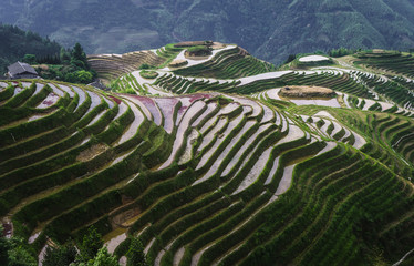 Rice terraces, Guilin Longji