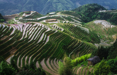 Rice terraces, Guilin Longji