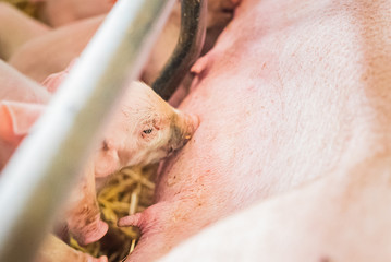 young piglets sucking sow milk