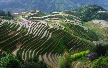 Rice terraces, Guilin Longji