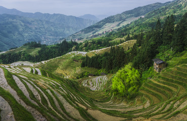 Rice terraces, Guilin Longji