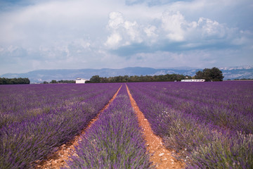 Blossom purple lavender fields in summer landscape near Valensole. Provence,France 2019