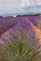 Fototapeta na wymiar Blossom purple lavender fields in summer landscape near Valensole. Provence,France 2019