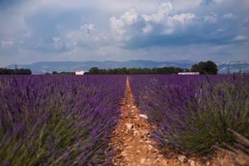 Blossom purple lavender fields in summer landscape near Valensole. Provence,France 2019