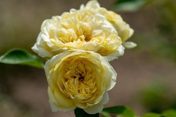 beautiful close up of three yellow sunlight romantica     rose flower heads