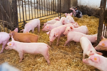 young piglets in agricultural livestock farm