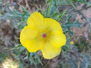 Fototapeta premium yellow flowers in garden