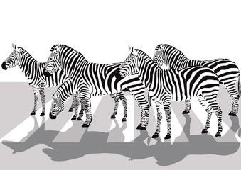 Fototapeta na wymiar Zebras auf den Zebrastreifen, Illustration