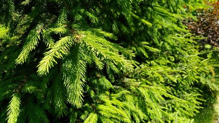 green branches of a tree