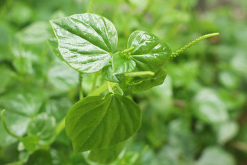 Peperomia pellucida beautiful green