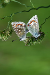 Common Blue