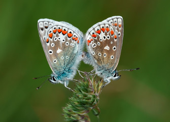 Common Blue