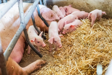 young piglets in agricultural livestock farm