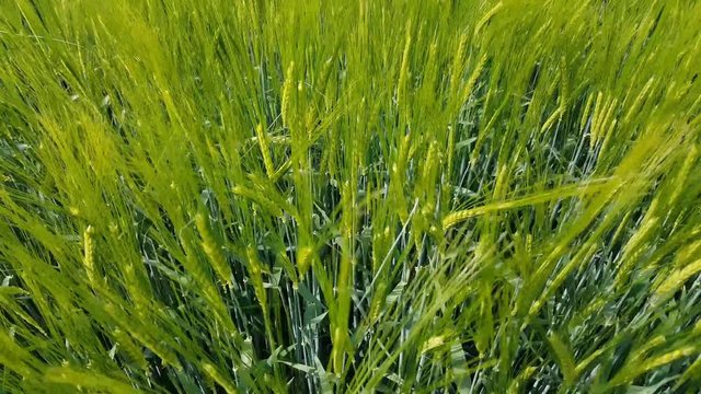 Gerste bewegt sich im Wind 
