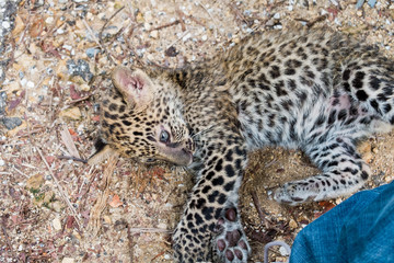 baby leopard in wildlife breeding station.