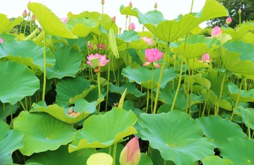 花　蓮　大賀はす　夏　茨城　風景