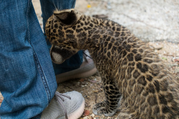 baby leopard in wildlife breeding station.