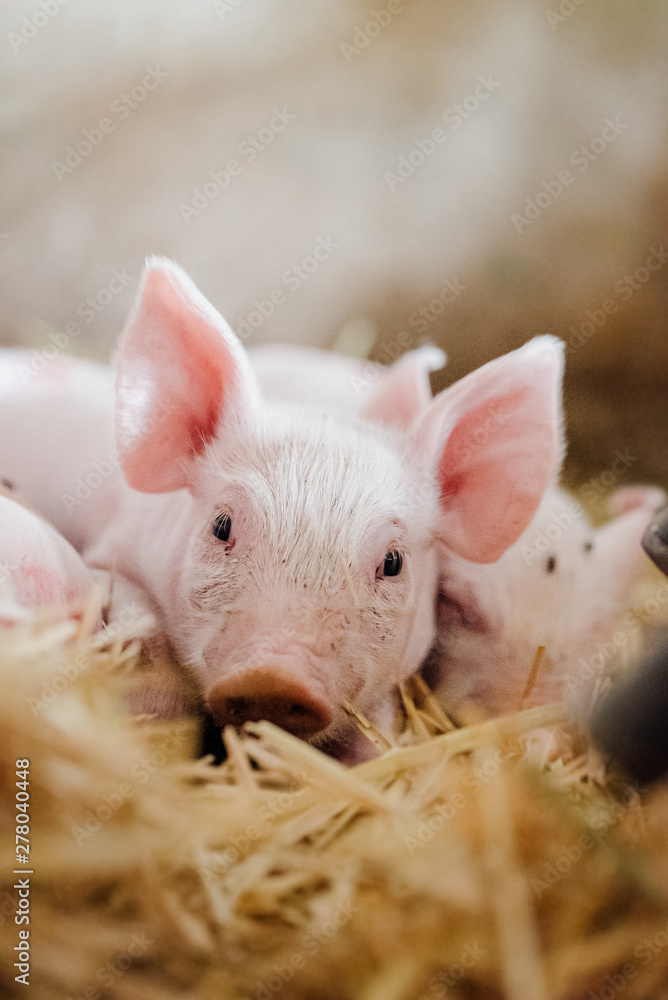 Sticker young piglet in agricultural livestock farm