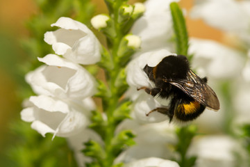 macro photo of bumblebee on white flower