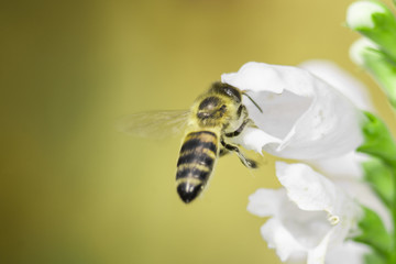 macro photo of bee on white flower