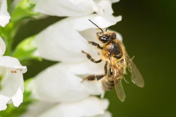 Fotobehang macro photo of bee on white flower © Oleg_Yakovlev