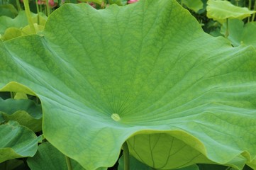 蓮の葉　蓮池　大賀ハス　夏　茨城