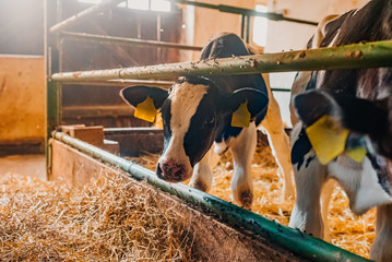 calf in livestock farm barn