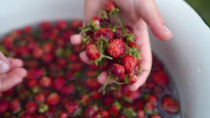 Childs hand washs small strawberries in bowl. Close-up. show berries in his hand
