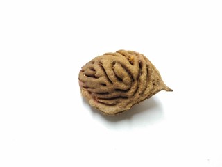 A picture of peach seed isolated on white background