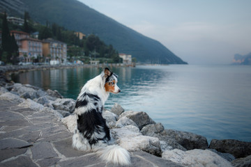 Australian shepherd at the lake in the mountains. Holliday with your pet. Travelling with a dog to Italy