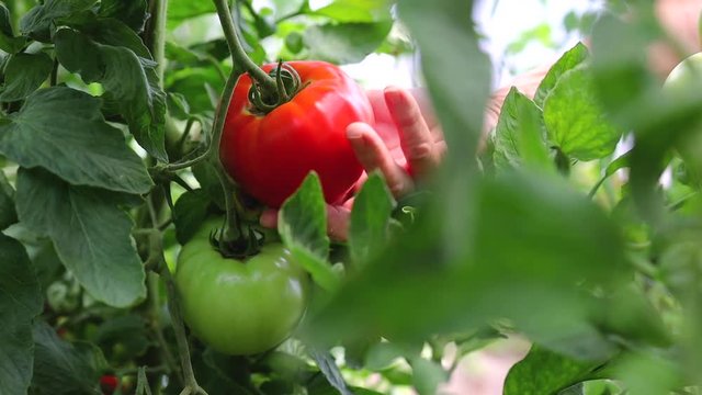  Green and red tomatos on a plant in a greenhouse. Fresh vegetables, homegrown and horticulture concept.