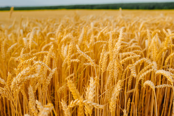 gold ripe wheat field in sun