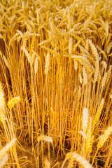gold ripe wheat field in sun
