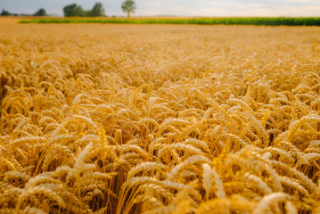 gold ripe wheat field in sun