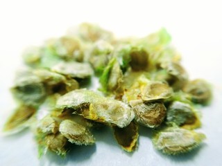 Extreme close up on tomato seed's isolated on white background