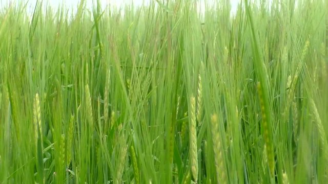 The green rye growing in the field. Agricultural area with cereals.