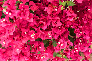 Pink Bougainvillea. Summer flowers background. Filtered image