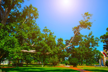 most beautiful flowers and trees