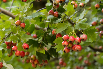 Green branches of hawthorn (Crataegus, hawberry, thornapple, whitethorn) with red berries.