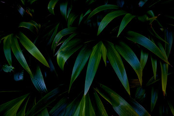 Green leaves background. Green leaves color tone dark  in the morning. Tropical...
