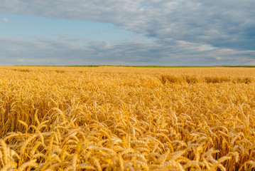 gold ripe wheat field in sun