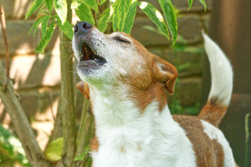 Close up of a howling dog, Jack Russell Terrier
