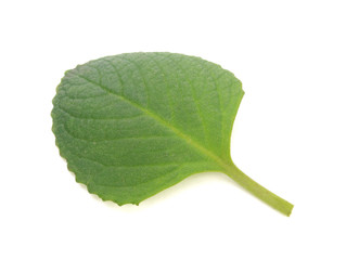 Fresh green leaves of Mexican mint isolated on white background