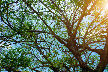 most beautiful flowers and trees
