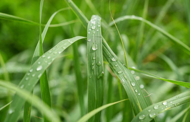 Fresh green grass with dew drops
